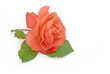 Orangefarbene Rosenblüte liegt auf weißem Hintergrund, 3d-effekt