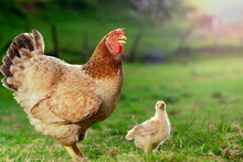Hen And Chicks Walking Through Natural Grass Outdoors On A Sunny Day On A Rustic Farm Looking At The Camera