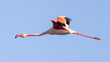 © serge - Pink flamingo in flight in the blue sky