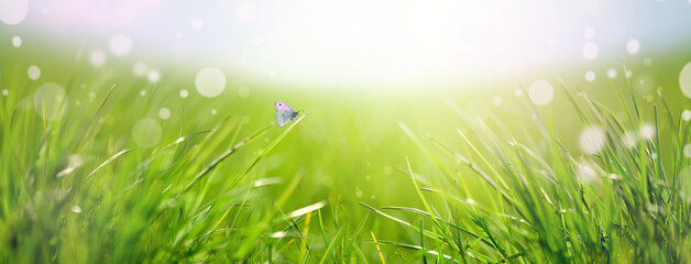 Wall Mural - Fresh green grass and butterfly against blue sky and sun beams. Abstract spring background