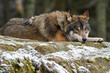 © Dan - gray wolf canis lupus