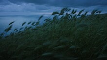 Spikelets Of Green Grass In The Meadow Swaying On Wind. Windy Rainy Moody Weather On Top Of The Cliff Near The Sea. Nordic Seascape. Beauty Of Northern Nature. Slow Motion Dark Cinematic Landscape