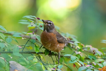 Wall Mural - Close-up of an American Robin (Turdus migratorius) perched in a Burning Bush (Euonymus alatus).