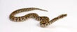 Dunkler Tigerpython // Burmese python (Python bivittatus) 