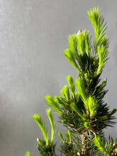 Young Bright Sunlit Light Green Sprouts Of Picea Conica Pine Tree On Grey Paper Background With Copy Space 