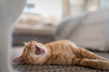 Wall Mural - close up. brown tabby cat yawning on the carpet