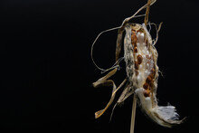 Asclepias Syriaca Seed Pods. Common  Milkweed Plant Pod. Black Background. Copy Space. 