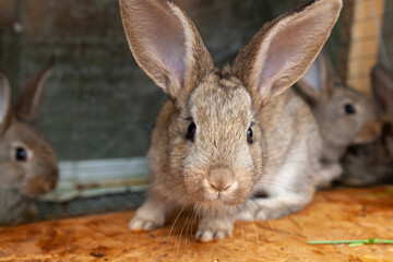 Young rabbits in a cage.