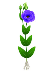 Wall Mural - Eustoma flower with roots on a white background.