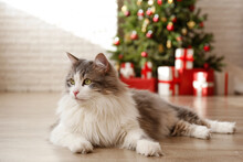 Portrait Of Beautiful Grey-white Longhair Cat Under The Stacks Of Christmas Presents In Colorful Wrapping Paper. Portrait Of Beloved Pet At Home, Bokeh Effect Lights Background. Close Up, Copy Space