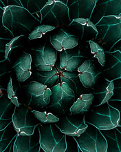 Flower Fractal Background