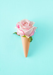 Wall Mural - Fresh blossoming white pink rose in an ice cream cone. Minimalist concept on a blue background