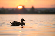 Wild Duck Swimming On Lake Water At Bright Sunset. Birdwatching Concept