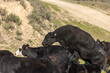 Cow Reproduction, Black Angus Cattle Natural Reproduction