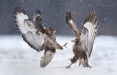 Fototapete - Fighting common buzzards in the winter scenery ( Buteo bute