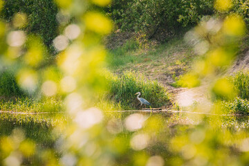 Wall Mural - Fauna Of Belarus. Grey Heron Bird Standing On River Coast. Belarus, Summer Belarussian Nature. Pond Lake In Spring Season. Fauna Of Belarus. Grey Heron Bird Standing On River Coast. Belarus, Summer