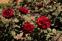 Red Roses Blooming In The Park. Closeup View Of Rosa Marcel Pagnol Flowers Of Red Petals, Blossoming In The Garden In Spring. 