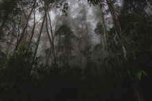 Dark Academia Forest