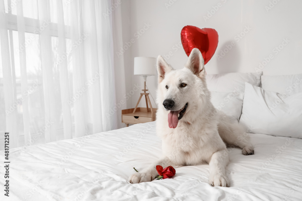 White dog with rose lying on bed. Valentine's Day celebration