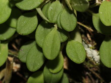Leaves Of The Miniature Orchid Specklinia Calyptrostele From Costa Rica