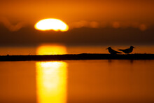 Lesser Crested Terns Sunrise