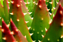 Close Up Of Cactus