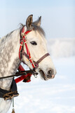 Fototapeta Konie - Horse sleigh ride through the Russian winter landscape - headshot.