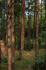 Fototapeta pejzaż las park