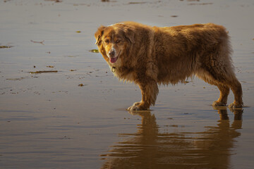 2022-01-19 A SIDE POHOTO OF AN AUSTRAILIAN SHEPARD AT THE OCEAN BEACH DOG PARK IN SAN DIEGO CALIFORNIA