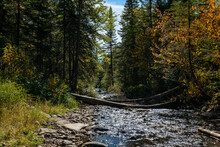 River Flowing Over Rocks And Past Trees In A Forest In Minnesota In Autumn. Calm And Secluded Natural Landscape With Sparkling Sunlight Reflecting Off The Water.
