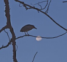 Black Night Heron On Tree Branch With Full Moon In The Background