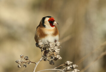 Wall Mural - a beautiful goldfinch, carduelis carduelis, feeding on the seeds of a wild plant.