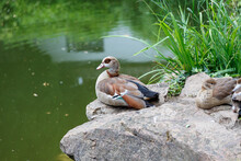 Young Egyptian Geese Near To The Water In Park