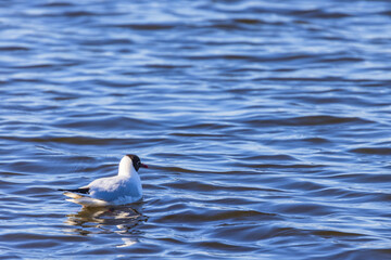 Poster - Black headed gull in a lake