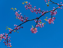 Eastern Redbud, Or Eastern Redbud Cercis Canadensis Purple Spring Blossom In Sunny Day. Close-up Of Judas Tree Pink Flowers. Selective Focus. Nature Concept For Design. Place For Your Text