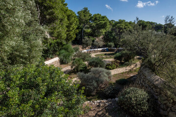 Mediterranean garden of native plants, Sa Dragonera natural park, Mallorca, Balearic Islands, Spain