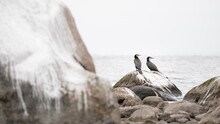 Two Pelicans On The Beach