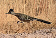 a greater roadrunner foraging in the brushlands in the bosque del apache national wildlife refuge near socorro, new mexico 