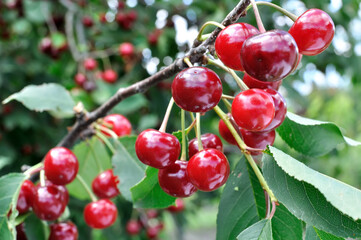Wall Mural - close-up of ripe  cherries on a tree in the garden