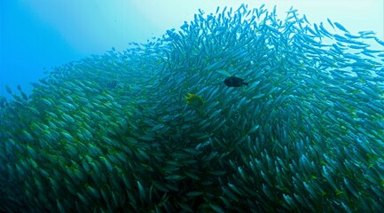 Huge fish ball in the blue sea