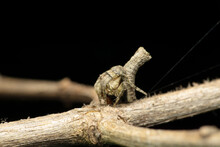 Orb Weaver Spider, Satara, Maharashtra, India
