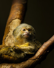 A Cute Little Pygmy Marmoset Sitting On A Tree