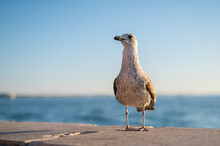 An Immature Seagull Standing On A Pier