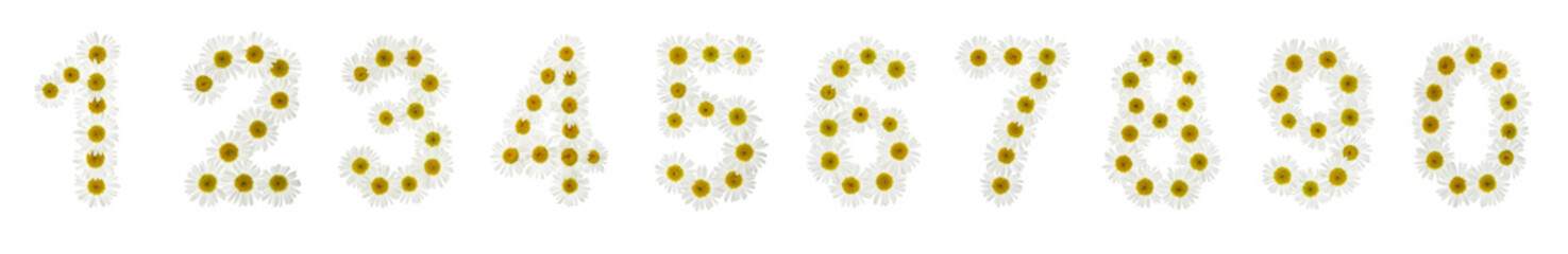 Wall Mural - Set of arabic numbers from natural white flowers of chamomile, isolated on white background