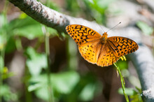 Great Spangled Fritillary Butterfly On Tree Branch