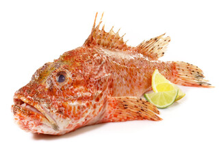 Sticker - Red Dragon Head Fish isolated on white Background - Scorpion Fish