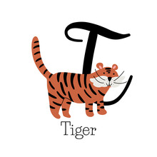 Capital Letter T For Tiger With Cute Chubby Tiger With Whiskers, Childish Alphabet With The Name Of The Animal
