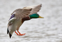 Mallard Duck Drake In Fast Flight, Closeup.  Landing On Water Surface. With Spread Wings.  Flying Over Lake.  Blurred Background, Copy Space. Genus Species Anas Platyrhynchos.