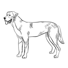 Greater Swiss Mountain Dog Isolated On White Background. Hand Drawn Dog Breed Vector Sketch.