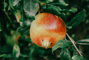 Red ripe pomegranate fruit grow on pomegranate tree in garden.